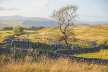 A Lone Tree With Limestone Pavement And An Old Stone Wall In The Rural Countryside Landscape In Ribblesdale Of The Yorkshire Dales National Park.