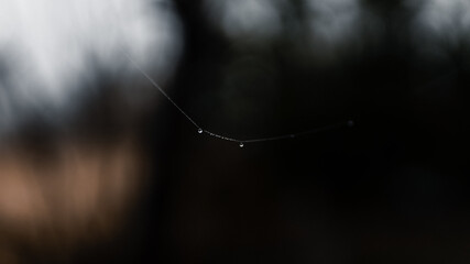 Spider web with drops of rain