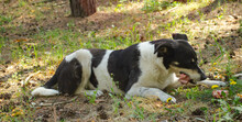In The Pine Forest Black White Dog Lying On Ground Nibbles A Big Bone.