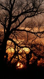 Fototapeta Krajobraz - tree at sunset