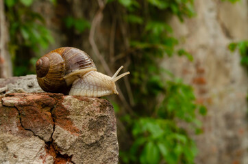 Snail on the bricks of a building. The snail over the cliff looks thoughtfully far away. The concept of inevitability, difficulty of choice, insurmountable difficulties, or originlessness.