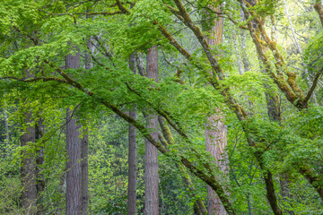 Sticker - USA, Washington State, Bainbridge Island. Maple and Douglas fir trees in forest.