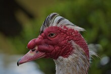 Muscovy Duck Close Up.
