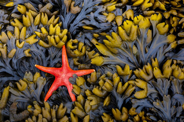 Sticker - USA, Washington State, Salt Creek Recreation Area. Blood star and wet rockweed.