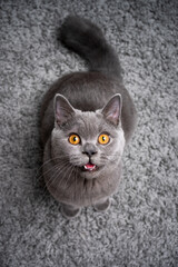 6 month old blue british shorthair kitten standing on fluffy carpet looking up at camera meowing with mouth open