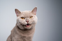 Portrait Of A 6 Month Old Lilac British Shorthair Kitten Looking At Camera Meowing On Gray Background With Copy Space