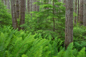 Sticker - USA, Washington, Seabeck. Hemlock tree and sword ferns in Guillemot Cove Nature Reserve.