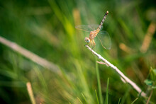 Close-up Of Dragonfly On Plant