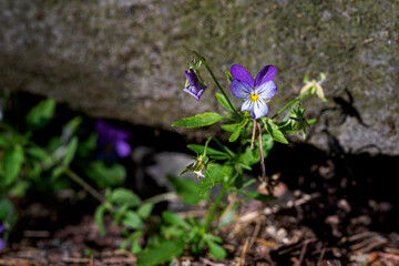 Wall Mural - Close up shot of a viola flower by a rock