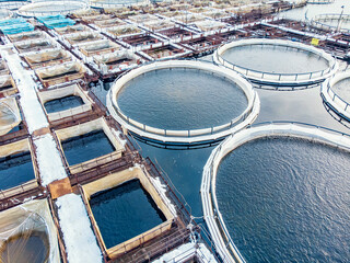 Wall Mural - Salmon and sturgeon fish farm aquaculture blue water. Aerial top view