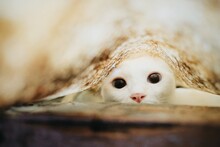 Portrait Of Cat Under Blanket At Home