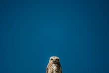 Low Angle View Of Owl Against Clear Blue Sky