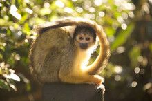 Portrait Of Spider Monkey Against Trees