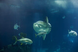 Fototapeta  - Aquarium sunfish swimming