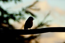 Low Angle View Of Bird Perching On Silhouette Tree Against Sky