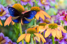 Beautiful Blue Butterfly, Euploea Mulciber Subvisaya On Orange Coneflowers And Painted Tongue
