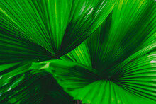 Pritchardia Pacifica.green Leaf Texture. Natural Background.