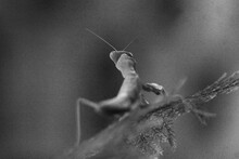 Close-up Of Insect In Black And White