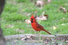 Cardinal Bird Red Beautiful
