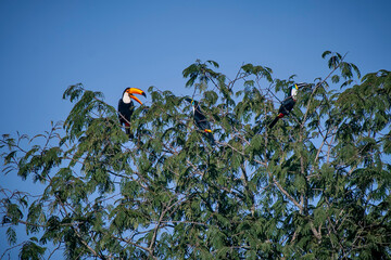 Toco Toucan e Channel billed photographed in Goias. Midwest of Brazil. Cerrado Biome. Picture made in 2015.