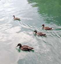High Angle View Of Ducks Swimming In Lake