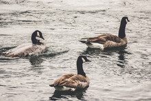 Geese Swimming In Lake