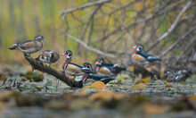 USA, Washington State. Wood Ducks (Aix Sponsa) Flock Roosts On A Quiet Pond. Seattle.