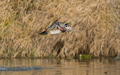 Wall Mural - USA, Washington State. A male Wood Duck (Aix sponsa) takes flight. Seattle.