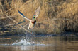 USA, Washington State. Male Mallard (Anas platyrhynchos) takes flight from Lake Washington. Kirkland.