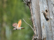 USA, Washington State. A male Northern Flicker (Colaptes auratus) at nest hole while the female flies off. Redmond. Digital composite.