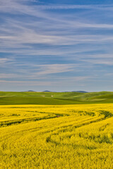 Poster - USA, Washington State, Palouse. Canola field in the town of Palouse.