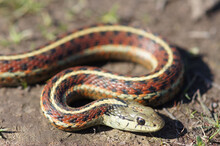 Coast Garter Snake Close-up At San Mateo County, California