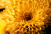 Yellow Chrysanthemum Close Up