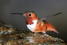 Close-up Of Hummingbird On Tree