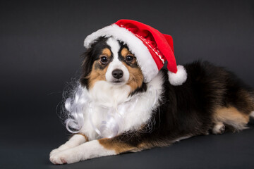 Sticker - Miniature (or Toy) Australian Shepherd puppy reclining wearing his Santa hat and beard. 