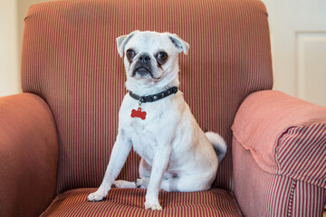 Sticker - White Pug puppy sitting in an upholstered chair. 