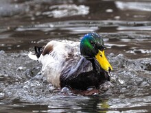 Close-up Of Mallard Duck Swimming In Lake
