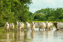 Cattle Crossing A Flooded Area In The Mato Grosso Wetland, Pocone, Mato Grosso, Brazil On November 25, 2007.