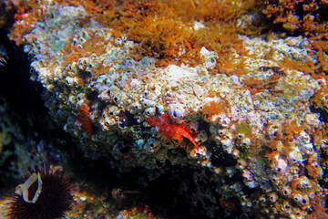 Canvas Print - The red-black triplefin (Tripterygion tripteronotum)