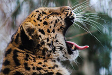 Close-up Of Leopard Yawning