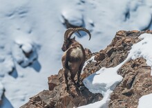 View Of An Ibex On Rock