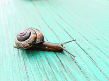 Beautiful Slow Snail