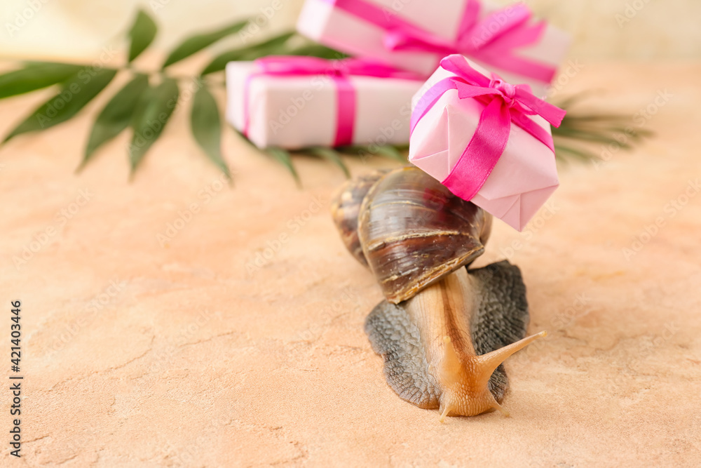 Giant Achatina snail with gifts on color background