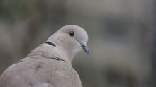 Close-up Of Pigeon Perching