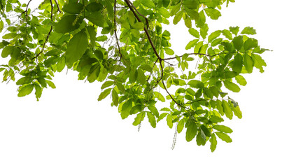 Wall Mural - green leaf isolate on white background