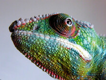 Close-up Of Chameleon