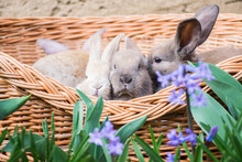 Rabbits In Basket