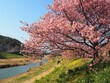 the beautiful cherry blossom trees in japan