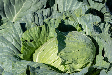 Canvas Print - landscape of green cabbage