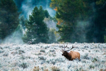 deer/herd of deer in its natural habitat in a frosty autumn landscape in Grand Teton national park in Wyoming.